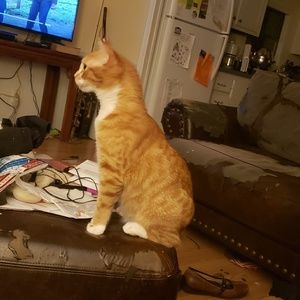 Meet your Posher, Donald